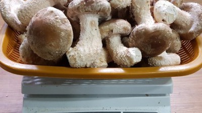 제주행복마을농원 귤, 꿀맛 보장! 🍊🍯